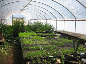 Open Oak Farm Greenhouse