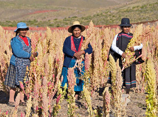 Bolivian Farmers