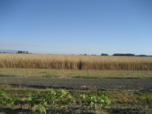 Organic Wheat at Stalford Seed Farms