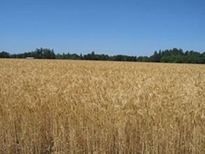 Stalford Seed Farms Wheat