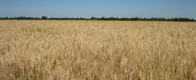 Wheat at Stalford Seed Farm
